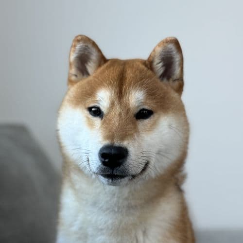 Creed the Shiba Inu