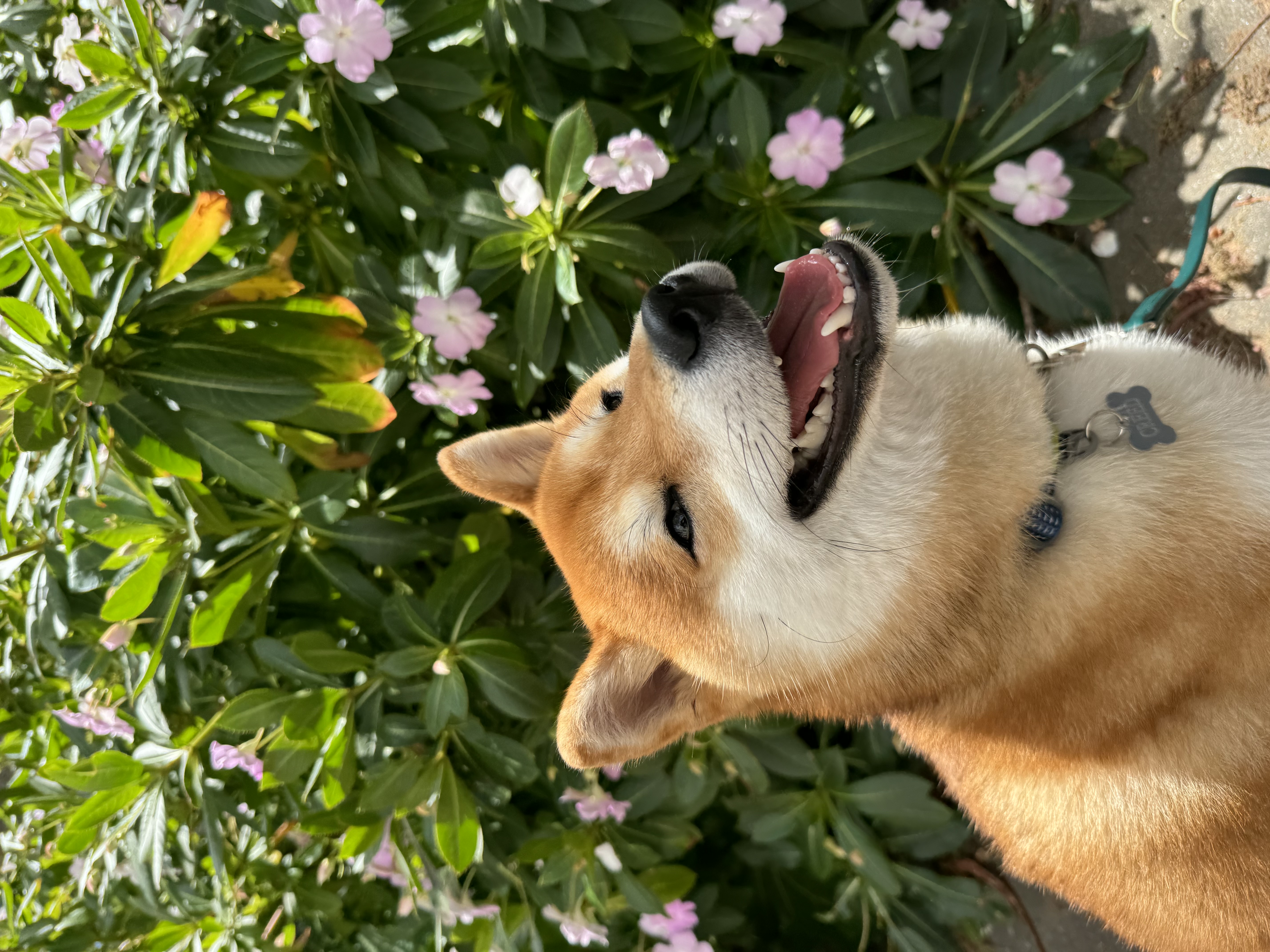 Dog enjoying fresh food